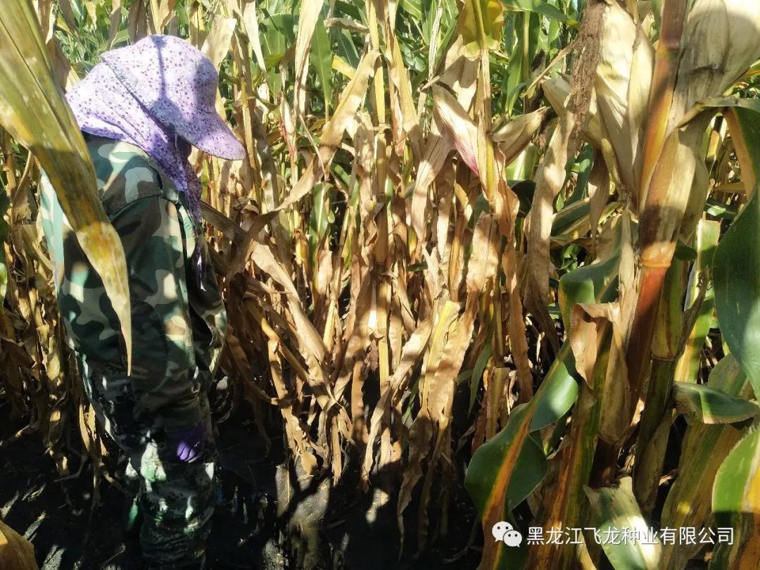 1640677758110126.jpg 10.jpg