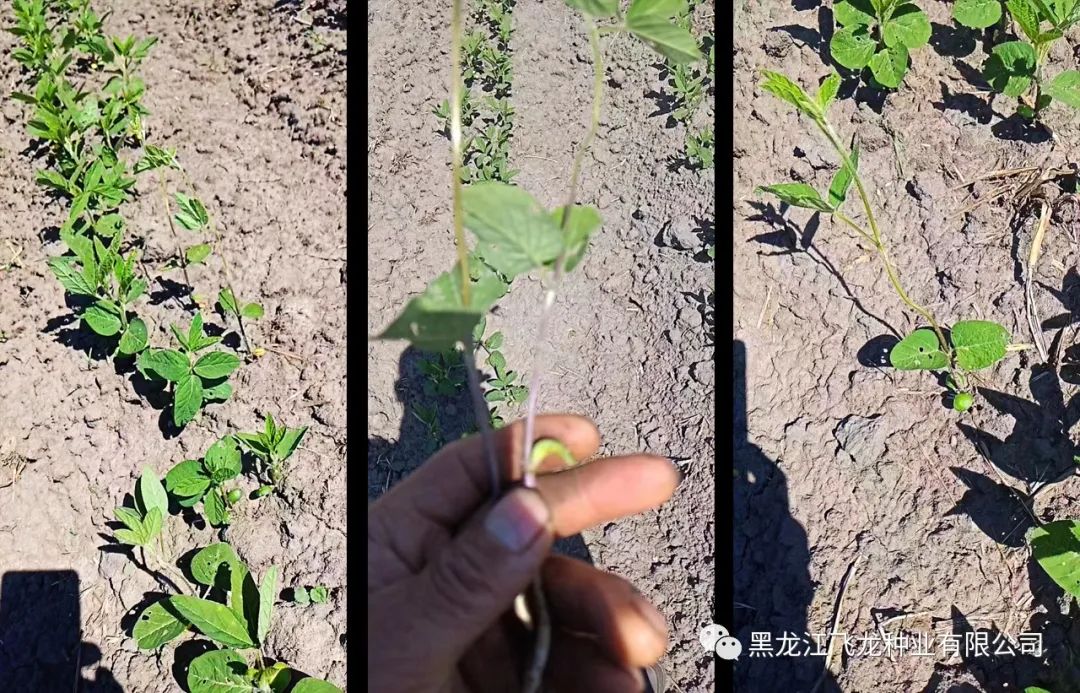 1657262544195751.jpg 1.jpg